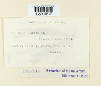 Aecidium cressae image