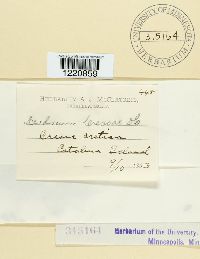 Aecidium cressae image