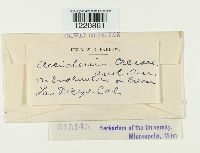 Aecidium cressae image