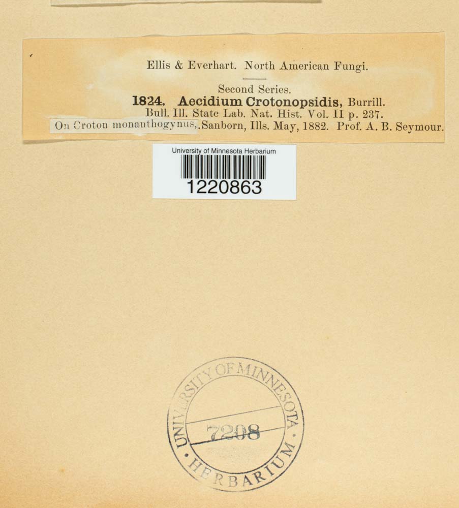 Aecidium crotonopsidis image