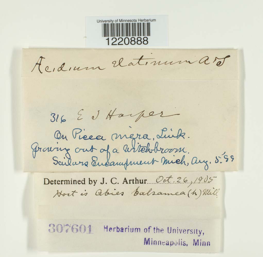 Aecidium elatinum image