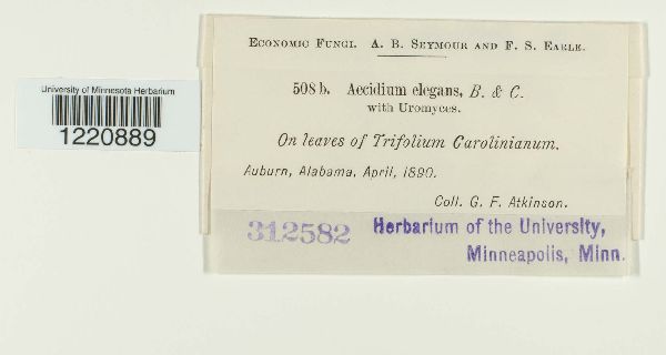 Aecidium elegans image