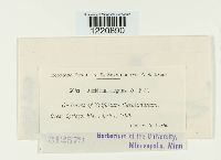 Aecidium elegans image