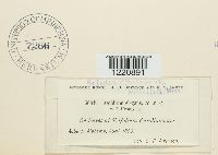 Aecidium elegans image