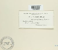 Aecidium epilobii image