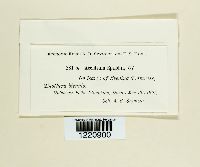 Aecidium epilobii image