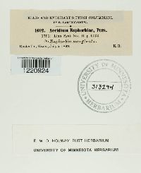 Aecidium euphorbiae image