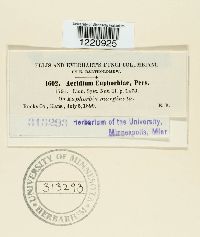 Aecidium euphorbiae image