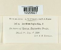 Aecidium euphorbiae image