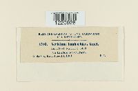 Aecidium euphorbiae image