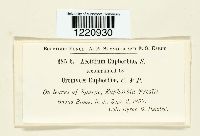 Aecidium euphorbiae image