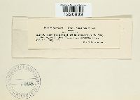 Aecidium euphorbiae image