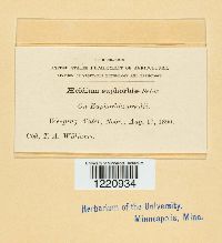 Aecidium euphorbiae image