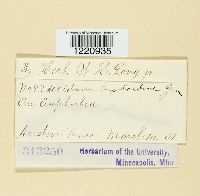 Aecidium euphorbiae image