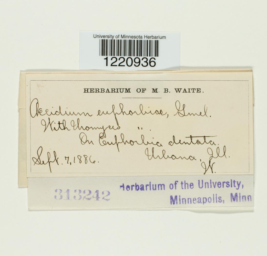 Aecidium euphorbiae image