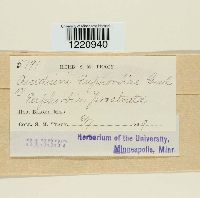 Aecidium euphorbiae image