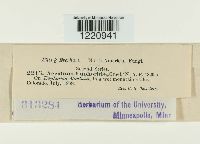 Aecidium euphorbiae image