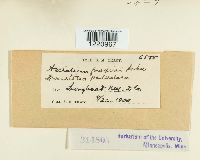 Aecidium fraxini image