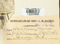 Aecidium fraxini image