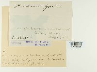 Aecidium geranii image