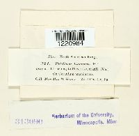 Aecidium geranii image