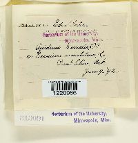 Aecidium geranii image