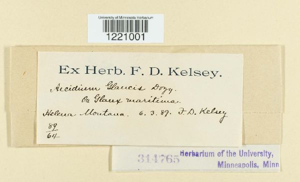 Aecidium glaucis image