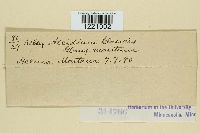 Aecidium glaucis image