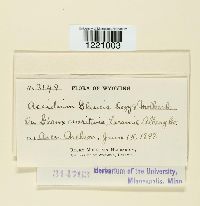 Aecidium glaucis image