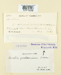 Aecidium graebnerianum image