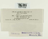 Aecidium graebnerianum image