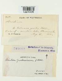 Aecidium graebnerianum image