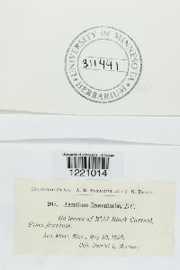 Aecidium grossulariae image