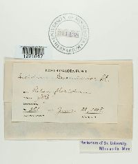 thumbnail image of current specimen