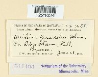 Aecidium grossulariae image