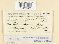 Aecidium grossulariae image