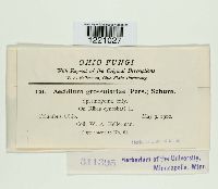 Aecidium grossulariae image