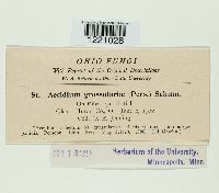 Aecidium grossulariae image