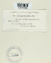 Aecidium grossulariae image