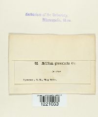 Aecidium grossulariae image