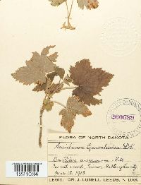 Aecidium grossulariae image