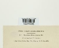 Aecidium grossulariae image