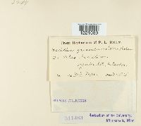 Aecidium grossulariae image