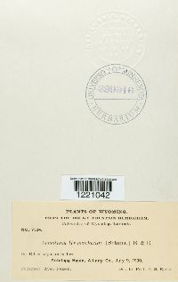 Aecidium grossulariae image