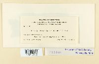 Aecidium grossulariae image