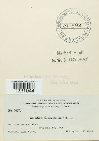 Aecidium grossulariae image