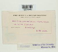 Aecidium grossulariae image