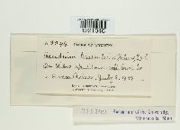 Aecidium grossulariae image