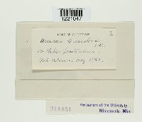 Aecidium grossulariae image