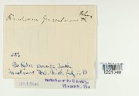 Aecidium grossulariae image